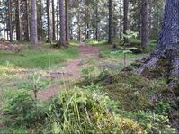 Nyt skogens ro i Maridalen på tur med GetOut coachen